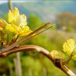 Pflanzenschutz Dokumentation Vorlage Weinbau Wunderbar Weinbau Pflanzenbau & Obst