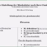 Physiotherapie Befund Vorlage Bewundernswert Die Einteilung Der Muskulatur Nach Ihrer Funktion
