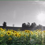 Trauerkarte Vorlage Download Kostenlos Einzigartig Trauerkarten Ausdrucken Kostenloser Download Für Private