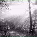 Trauerkarte Vorlage Download Kostenlos Elegant Trauerkarten Ausdrucken Kostenloser Download Für Private