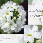 Trauerkarte Vorlage Download Kostenlos Erstaunlich Trauerkarten Kostenlos Ausdrucken – Bürozubehör