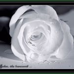 Trauerkarte Vorlage Download Kostenlos Genial Trauerkarte Rose Für Trauer