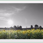 Trauerkarte Vorlage Download Kostenlos Genial Trauerkarten Ausdrucken Kostenloser Download Für Private